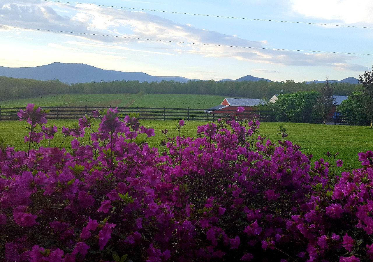 Piney Hill B&B And Cottages Luray Εξωτερικό φωτογραφία